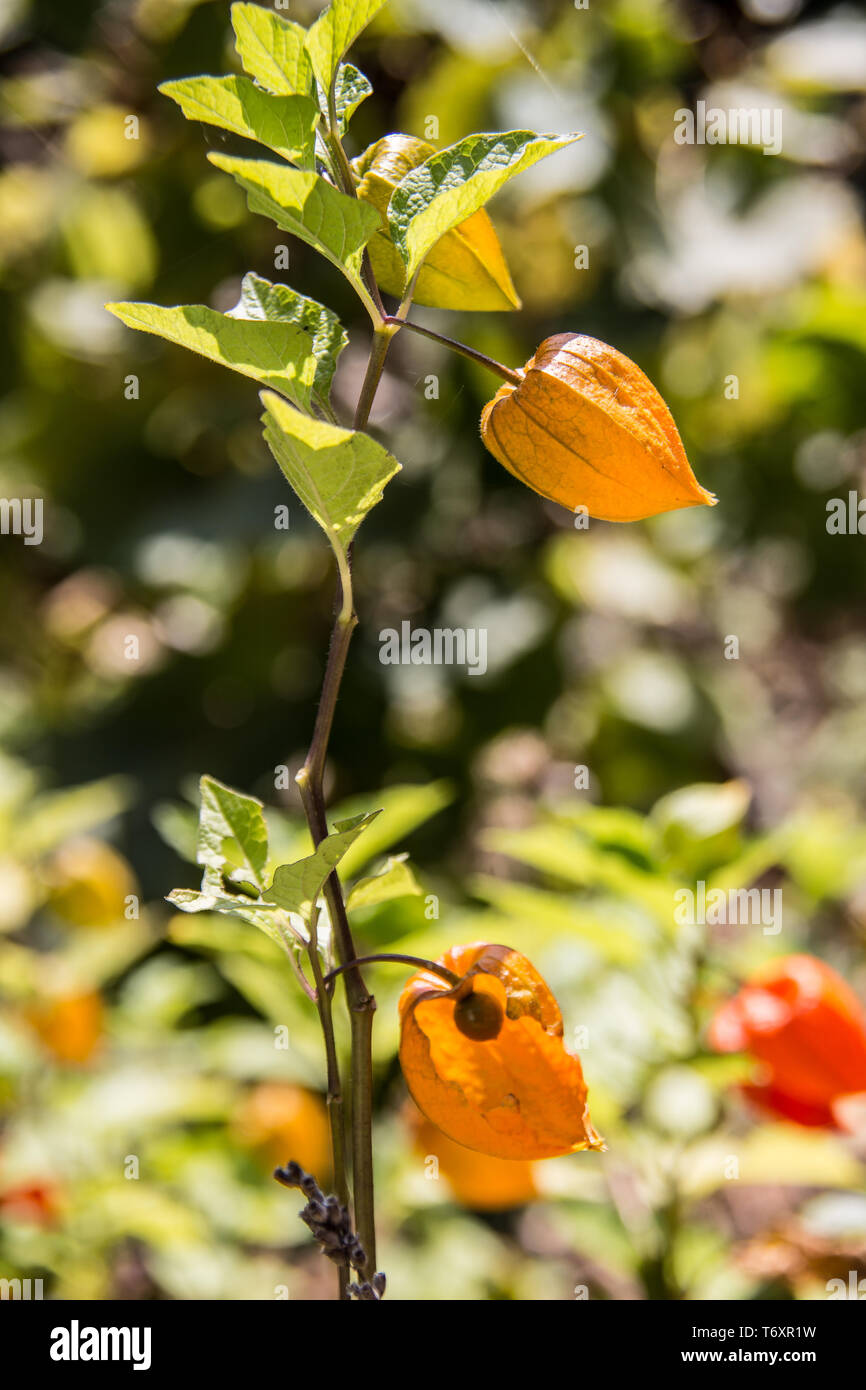 Fiore Lampion con bolla di ciliegie e ivy Foto Stock