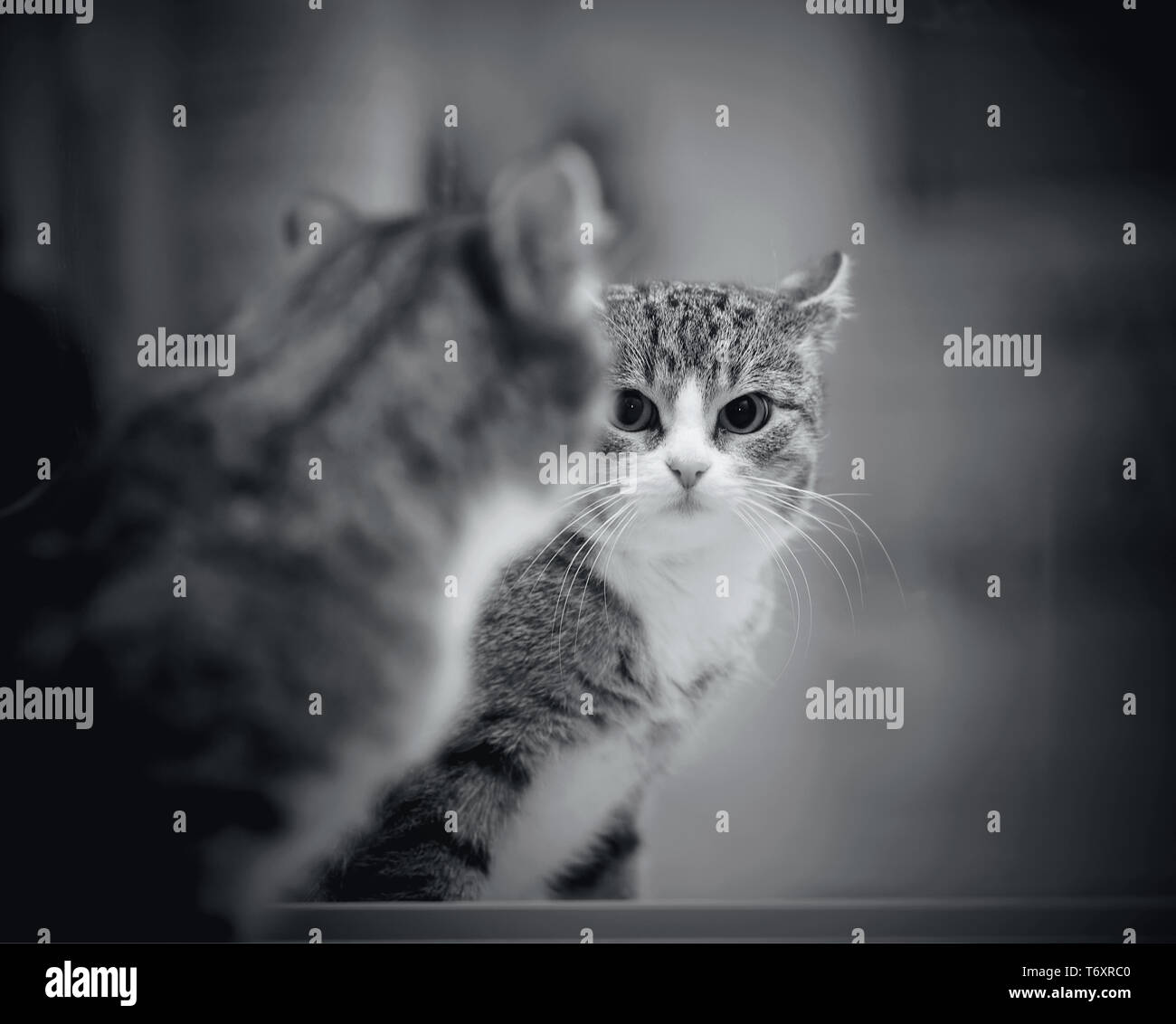 Non l'immagine a colori di un ritratto di una striato grigio gatto domestico in uno specchio. Foto Stock