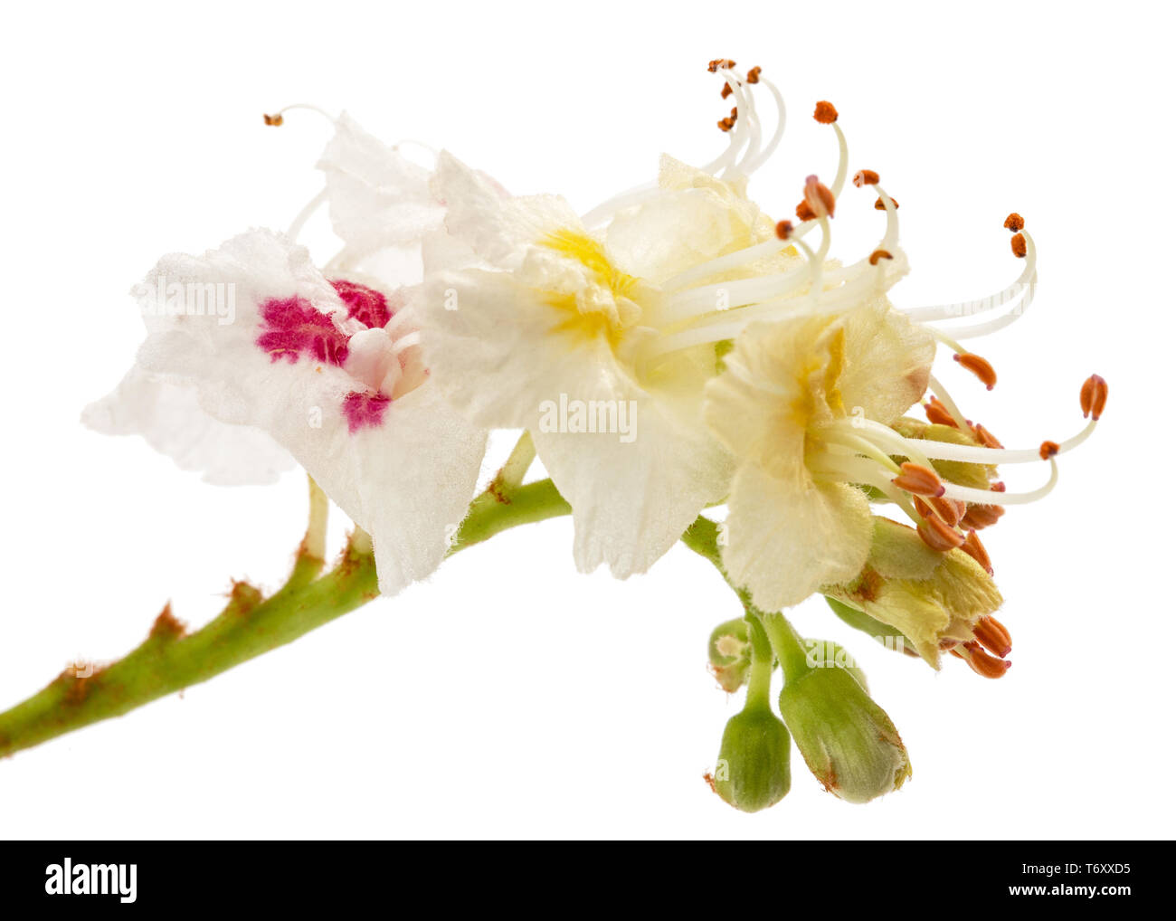 White Chestnut fiori (Aesculus hippocastanum) close-up, isolati su sfondo bianco Foto Stock