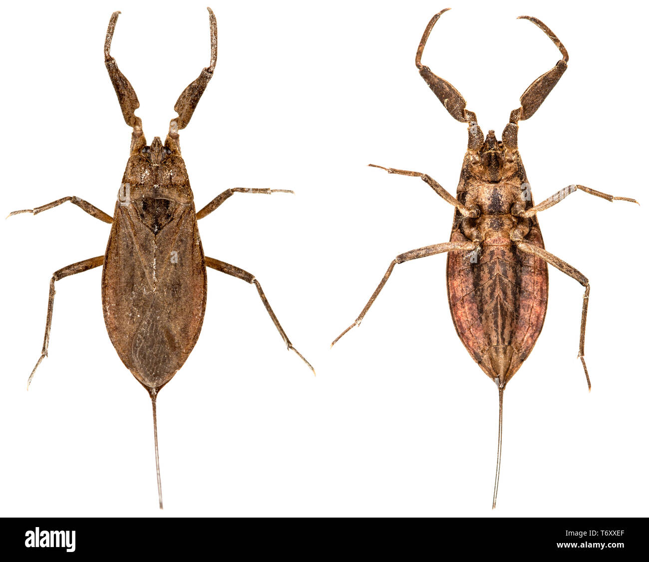Beetle, insetto, isolati su sfondo bianco Foto Stock