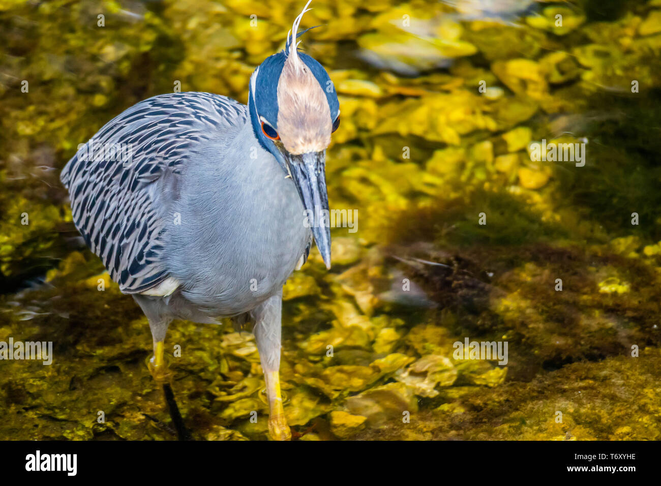 Un Yellow-Crowned Nitticora in Sanibel Island, Florida Foto Stock