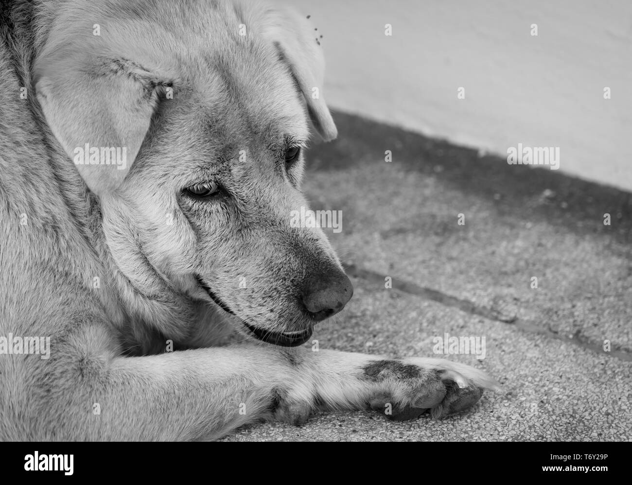 Closeup triste cane sdraiato sul pavimento di cemento. Grasso annoiato del cane per il proprietario in attesa. Faccia di espressione di animali domestici. Adorable pet. Stanco, depresso, e lon Foto Stock