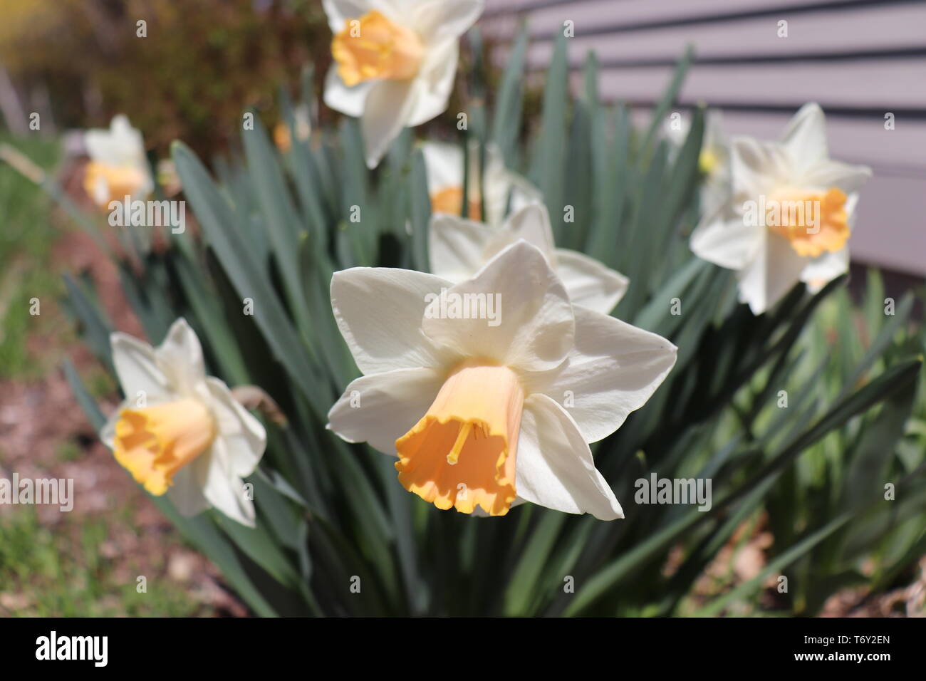 Un lone daffodil fiorisce in un aiuola tra steli con boccioli in primavera. Un classico New England muro di pietra si estende in background. Foto Stock