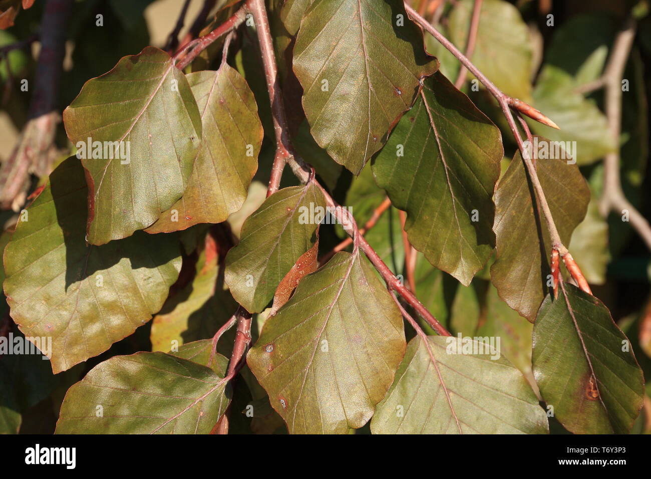 Fagus sylvatica Purpurea Pendula Foto Stock