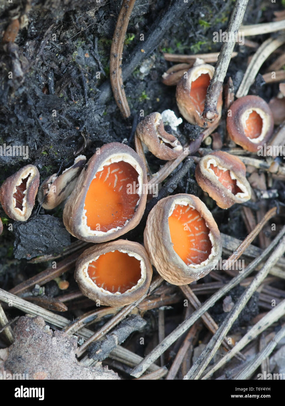 Geopyxis carbonaria, noto come il carbone amorevole elf-cup, dwarf acorn cup, sgambate falò tazza o tazza pixie Foto Stock