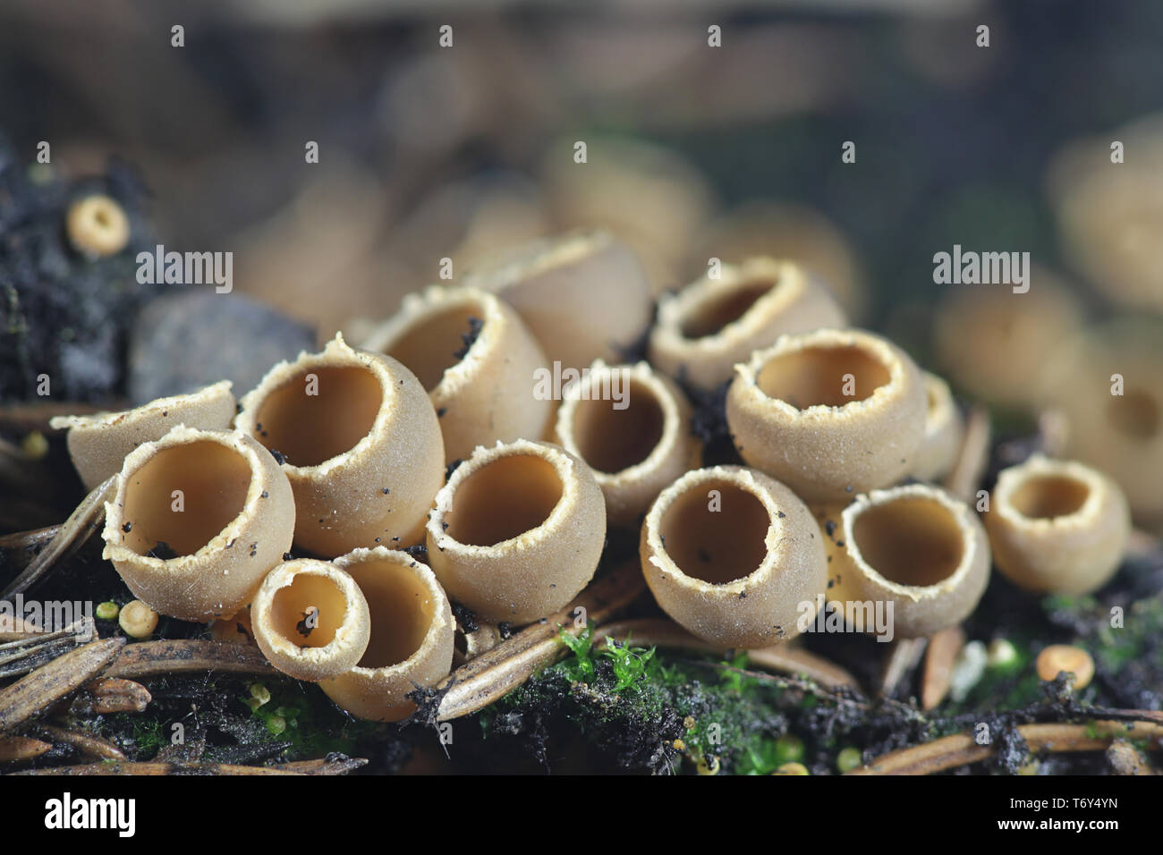 Geopyxis carbonaria, noto come il carbone amorevole elf-cup, dwarf acorn cup, sgambate falò tazza o tazza pixie Foto Stock