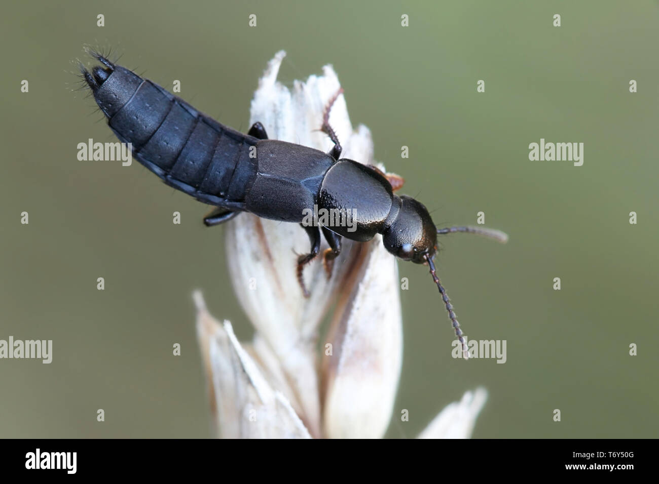 Rove beetle (Staphylinidae) per il frumento duro Foto Stock