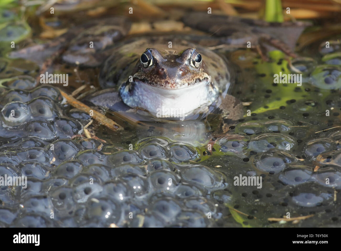 Rana comune, rana temporaria, noto anche come la politica europea comune di rana, comune europeo rana marrone e erba europea rana su uno stagno pieno di spawn Foto Stock