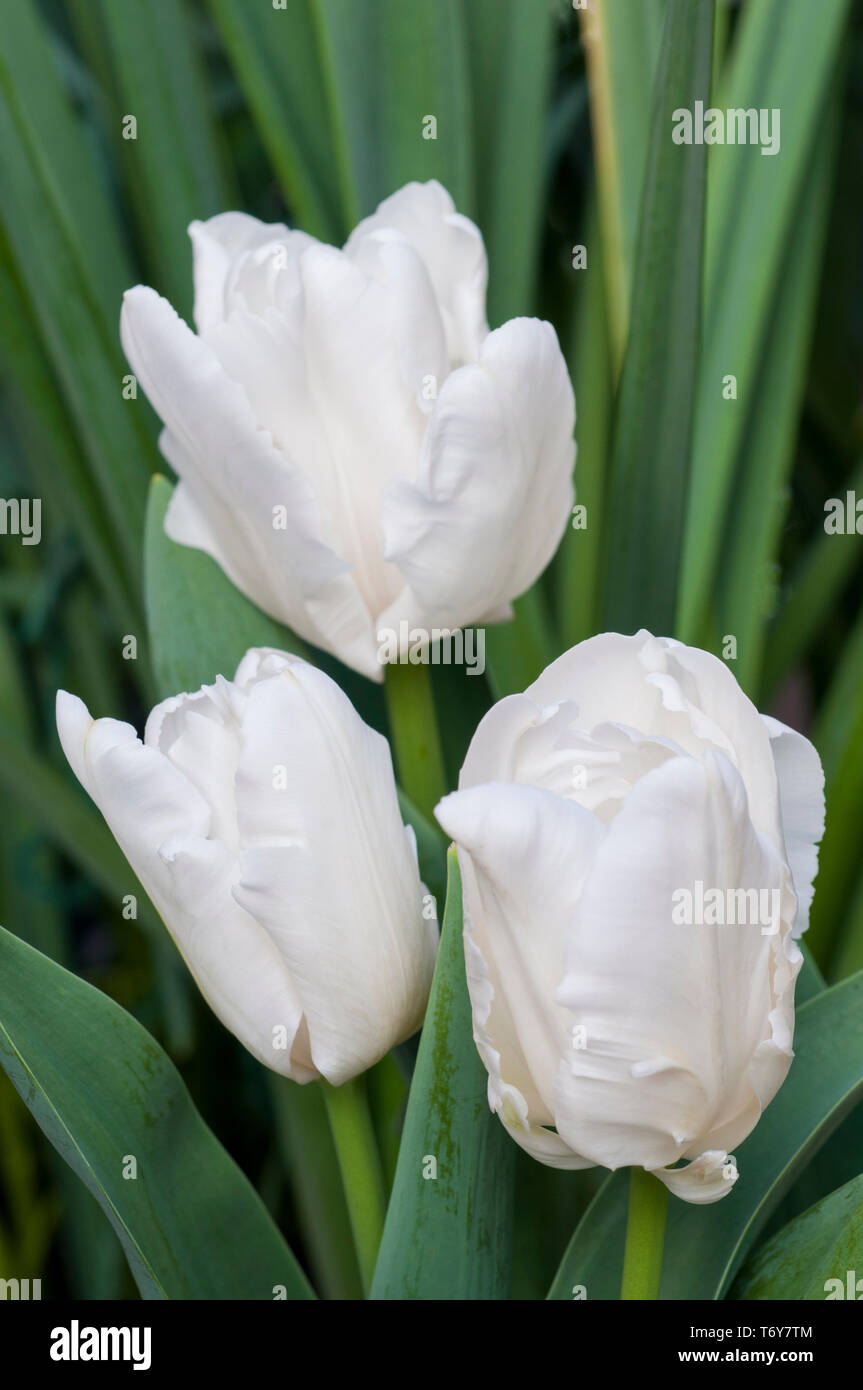 Gruppo di tulipani bianco crescente dei ribelli in un bordo a forma di tazza fiori appartenenti al gruppo di pappagallo di tulipani divisione 10 Foto Stock