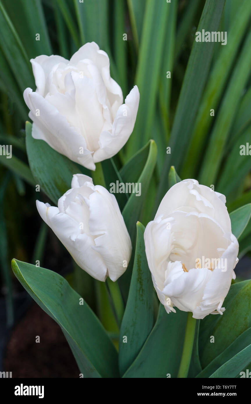 Gruppo di tulipani bianco crescente dei ribelli in un bordo a forma di tazza fiori appartenenti al gruppo di pappagallo di tulipani divisione 10 Foto Stock