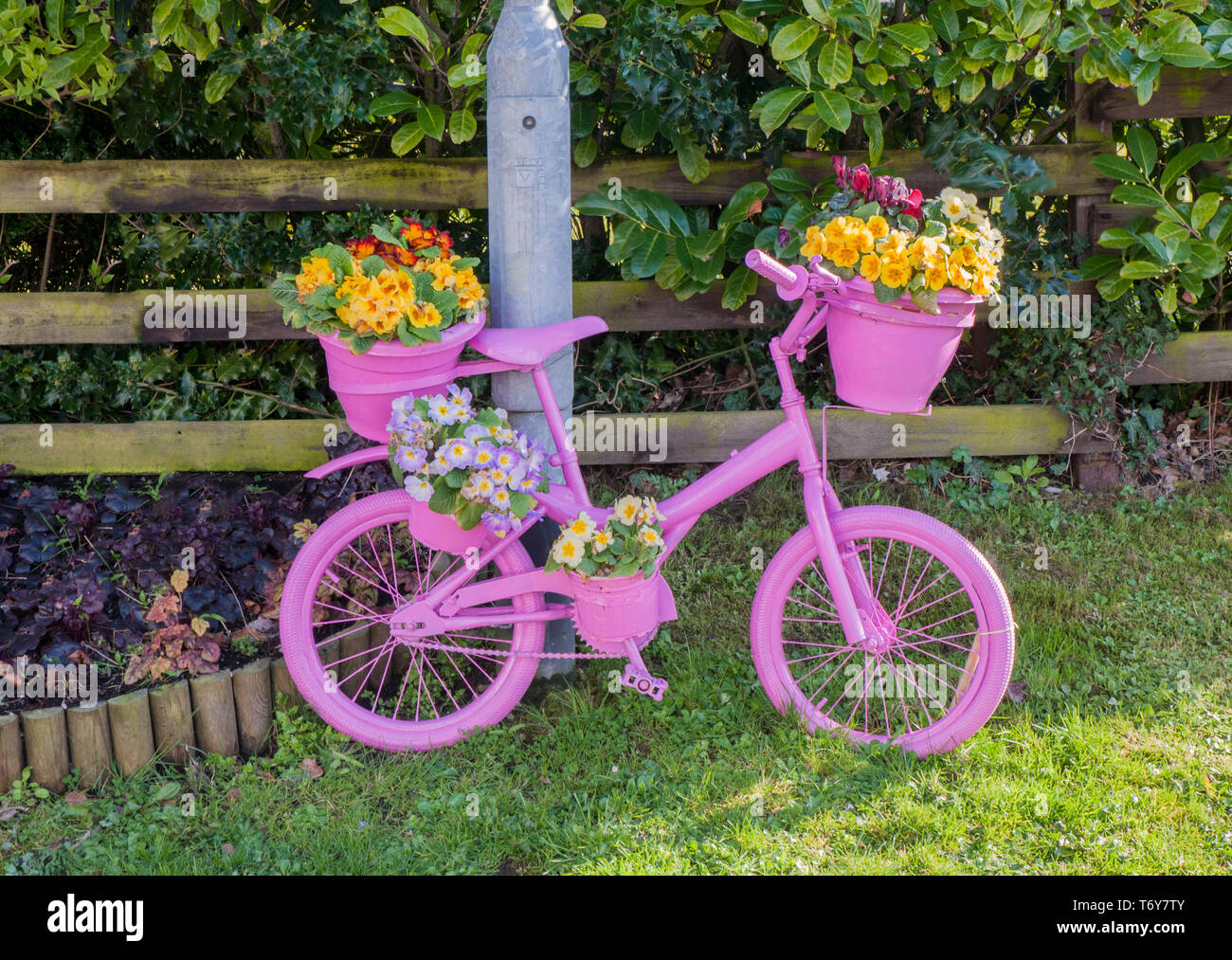 Bicicletta stradale dipinto di rosa con display di fiore di giallo rosso e blu primulas su di esso. Elswick meglio conservato villaggio Lancashire England Regno Unito Foto Stock