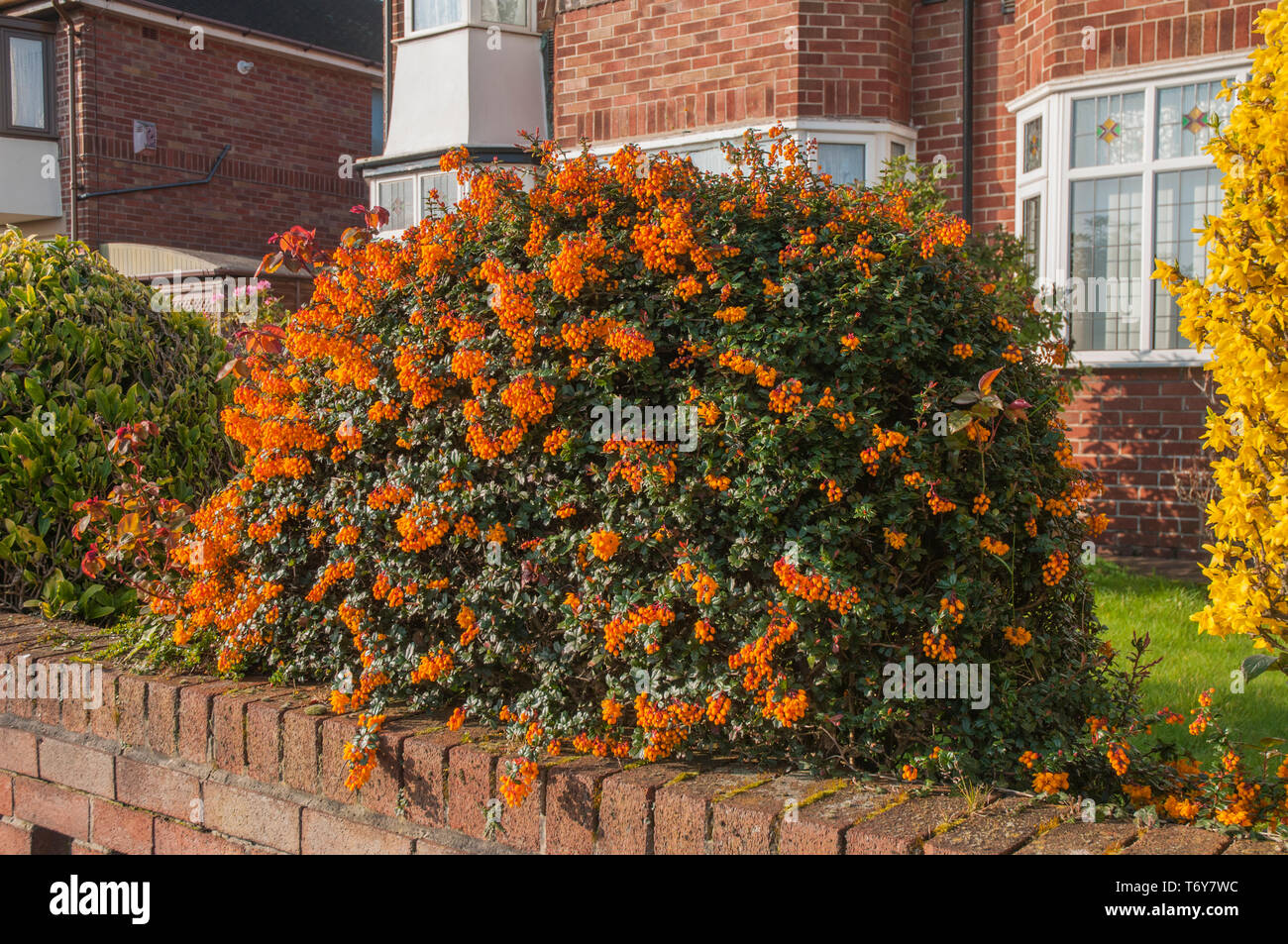 Berberis darwinii tagliato in una forma sferica e ricoperto di fiori d'arancio Foto Stock