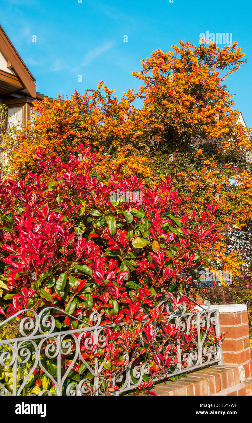 Photinia x fraseri Red Robin con Berberis darwinii dietro Photinia con Bright Foglie rosse in primavera ed entrambi sono sempreverde con fiori in primavera Foto Stock