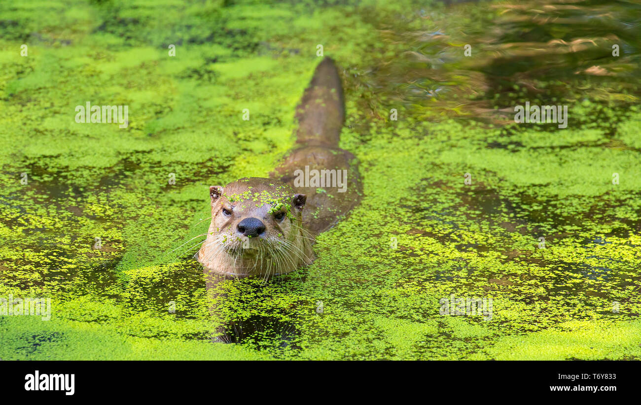 Lontra eurasiatica, Lutra lutra Foto Stock