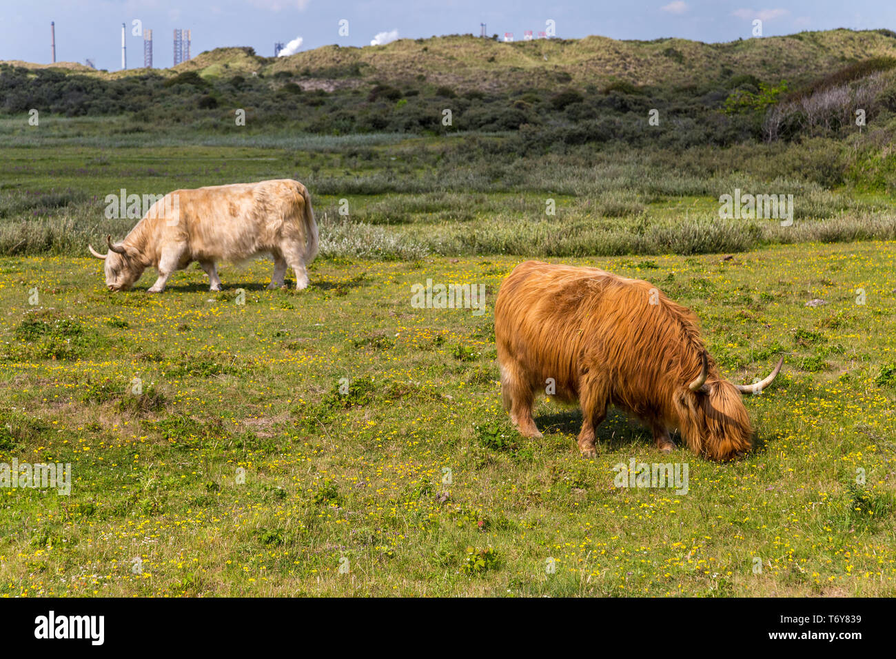 Aberdeen Angus Shetland il pascolo di bestiame in un pascolo Foto Stock