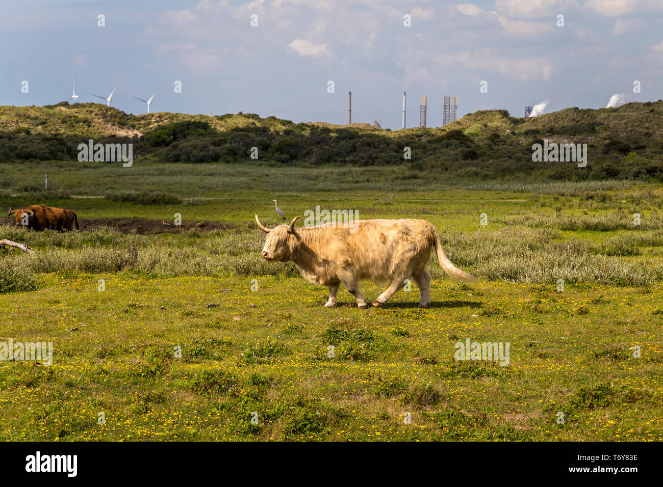 Aberdeen Angus Shetland il pascolo di bestiame in un pascolo Foto Stock