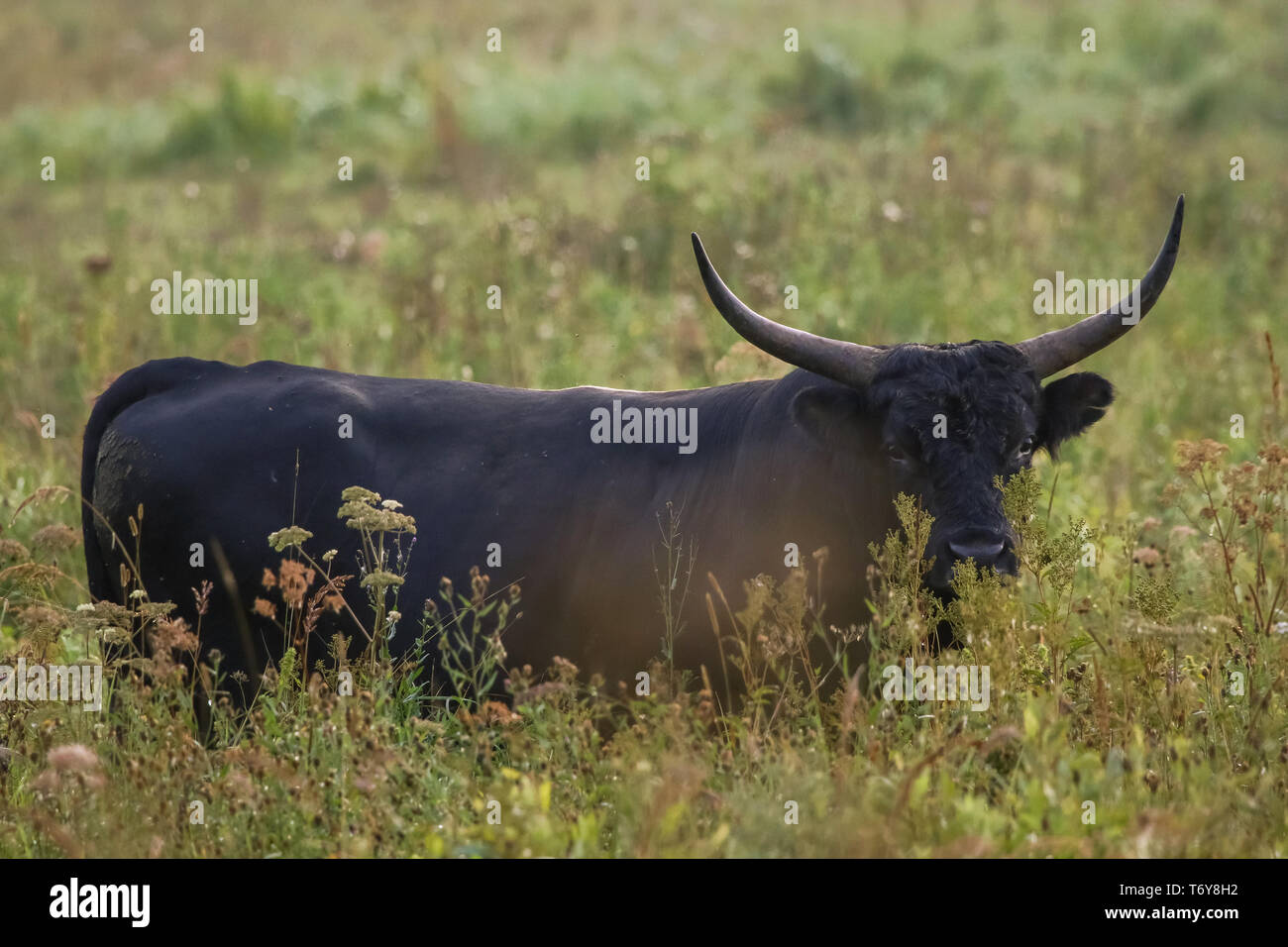 Bull pascolare nel prato su nebbiosa mattina d'estate. Foto Stock