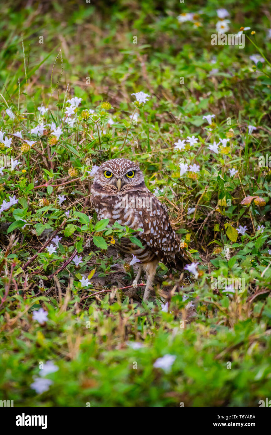 Un gufo scavando in Cape Coral, Florida Foto Stock