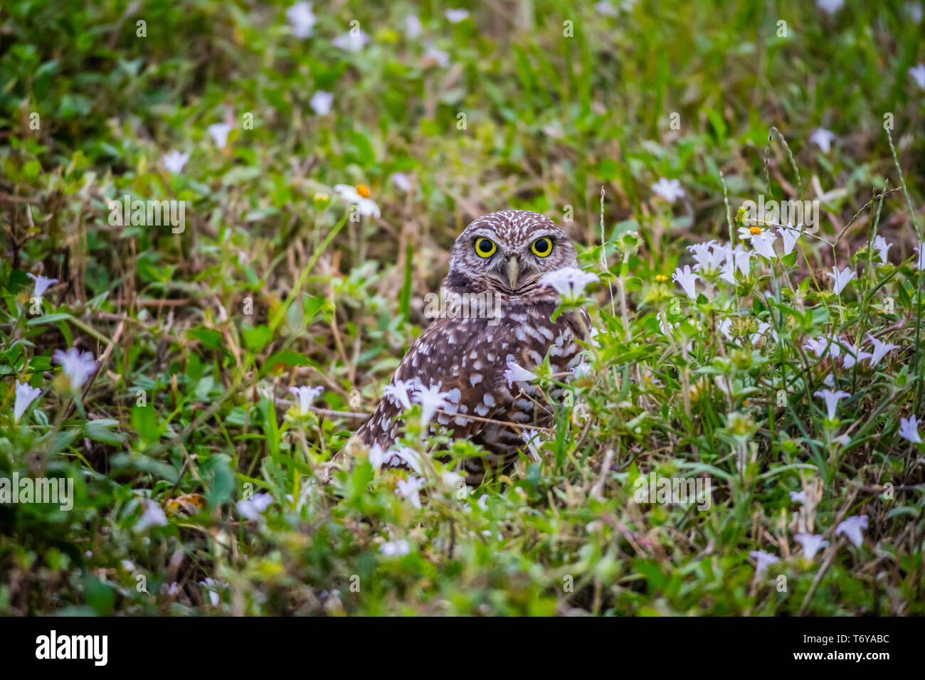 Un gufo scavando in Cape Coral, Florida Foto Stock