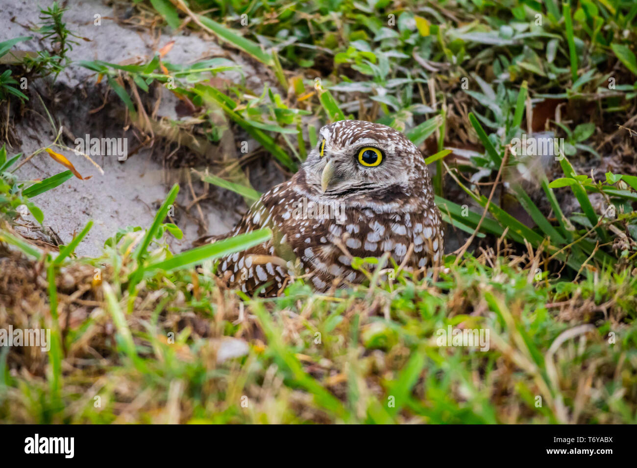Un gufo scavando in Cape Coral, Florida Foto Stock