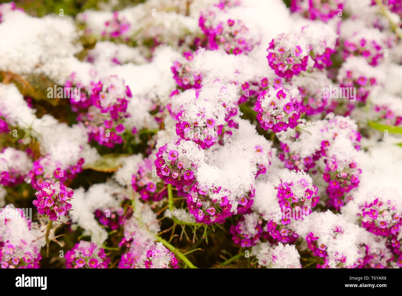 Piccoli fiori di colore rosa sotto la neve fresca Foto Stock