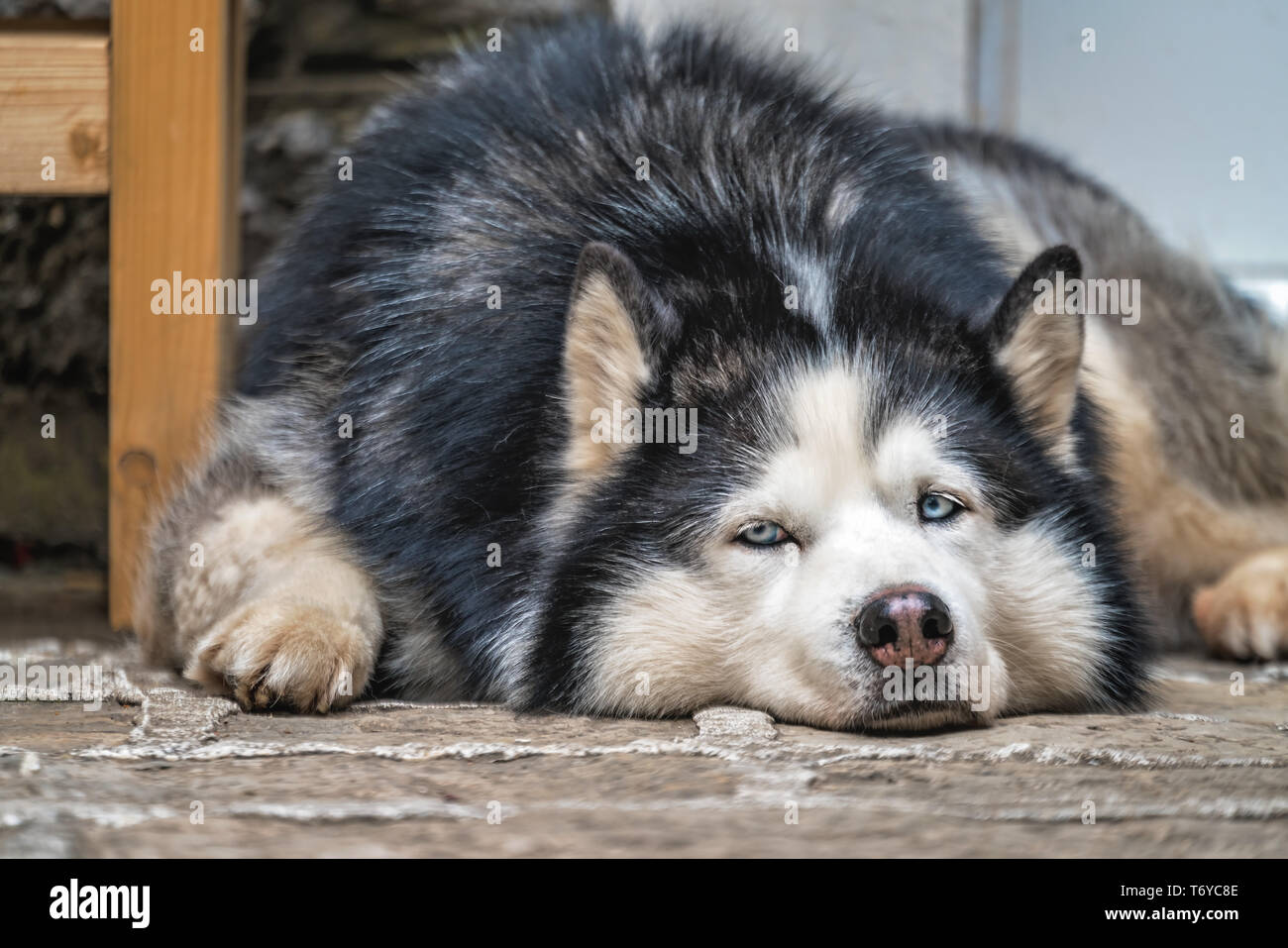 Stanco di cani husky in appoggio sul terreno Foto Stock