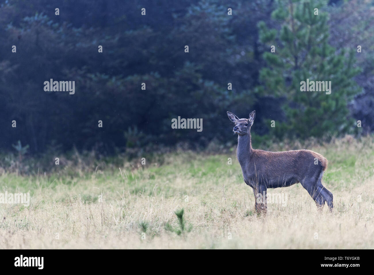 Red Deer vitello Foto Stock