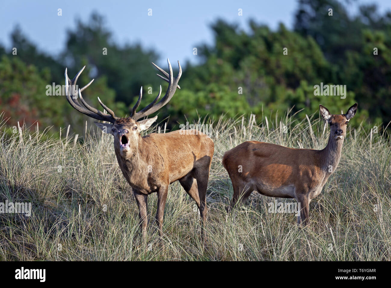Il cervo rosso ruggente con hind su una duna Foto Stock