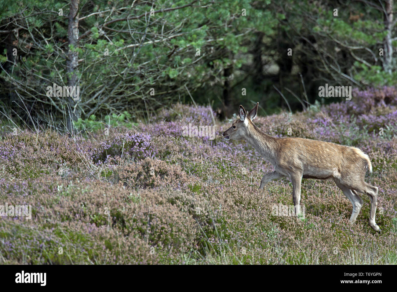 Red Deer vitello Foto Stock