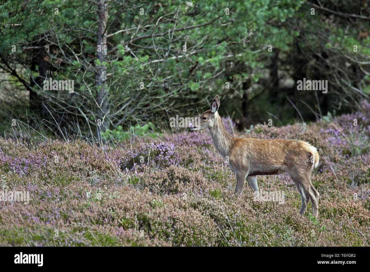 Red Deer vitello Foto Stock