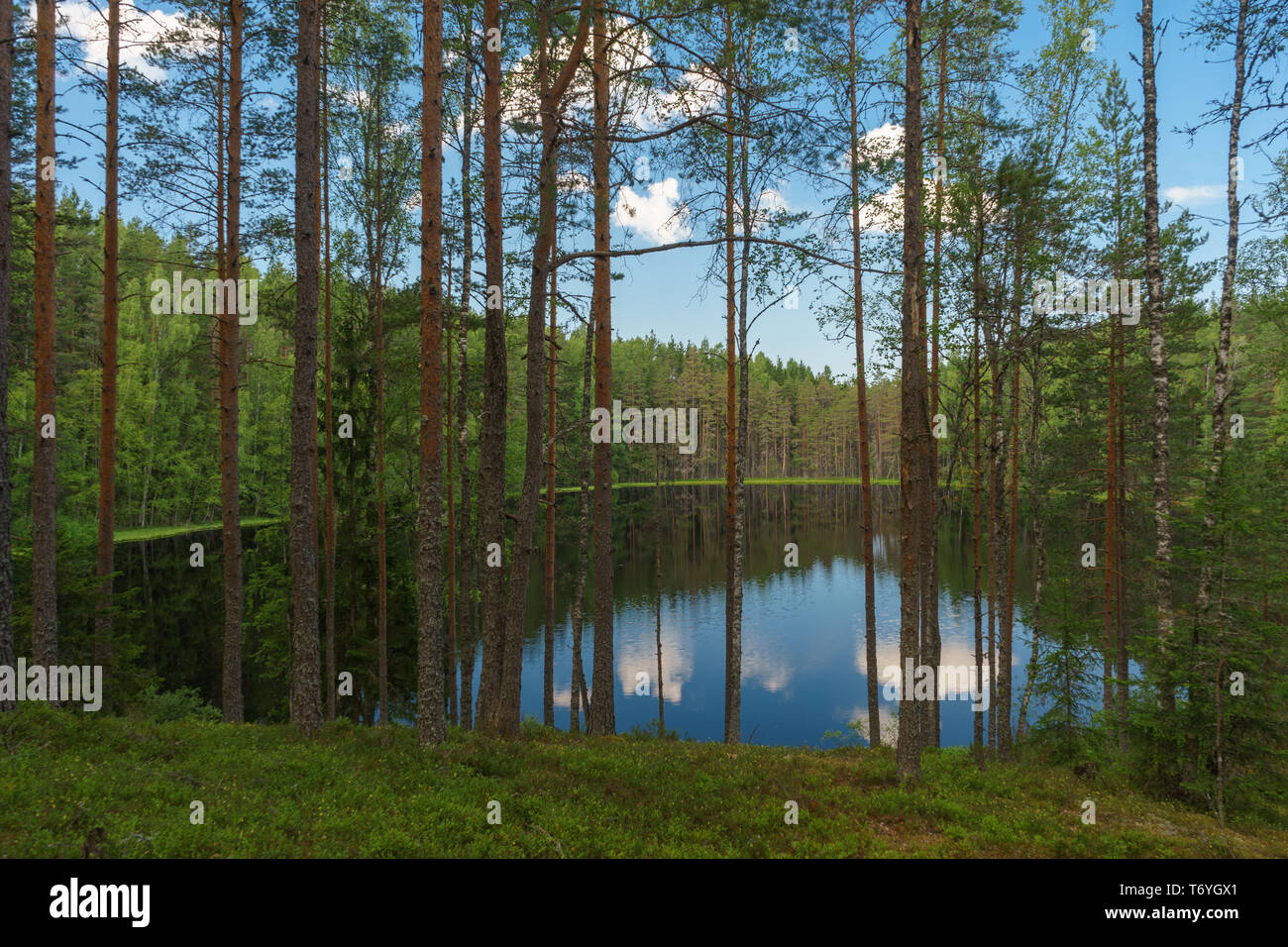 Vista lago attraverso gli alberi di profonda la foresta di conifere, paesaggio nordico Foto Stock