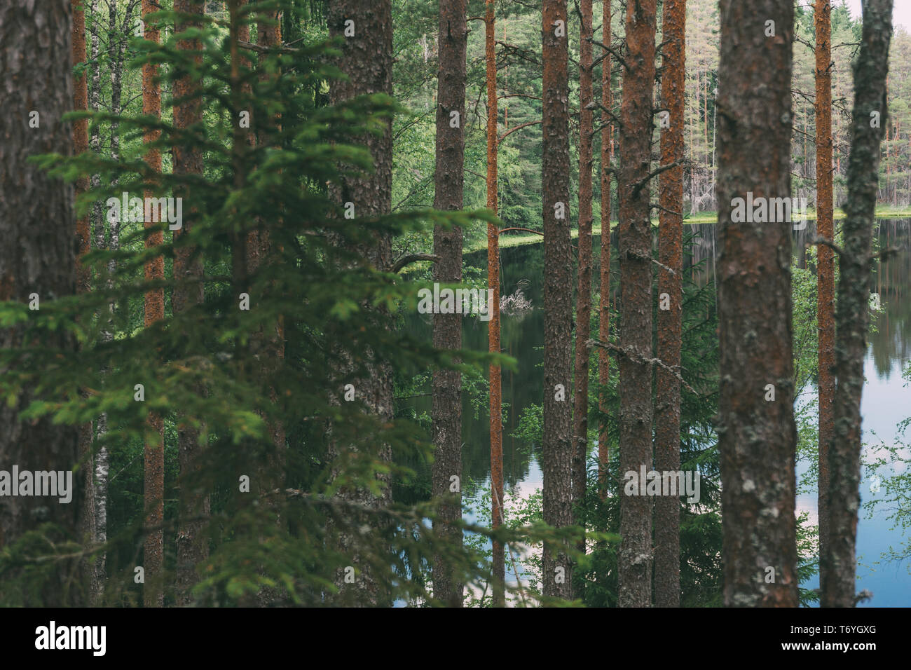 Vista lago attraverso gli alberi di profonda la foresta di conifere, paesaggio nordico Foto Stock