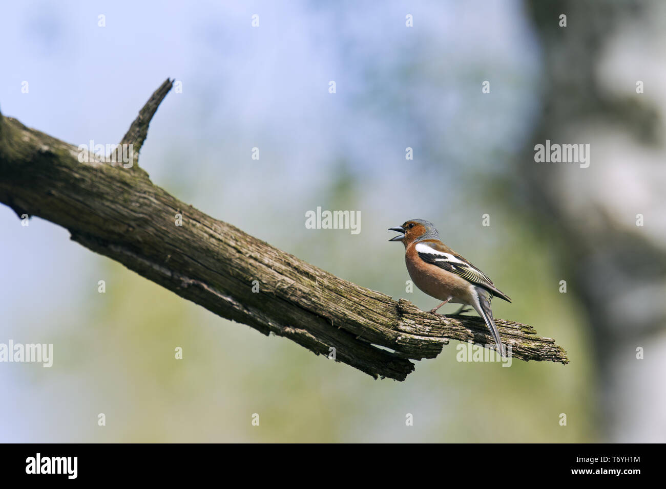 Comune di fringuello maschio Foto Stock