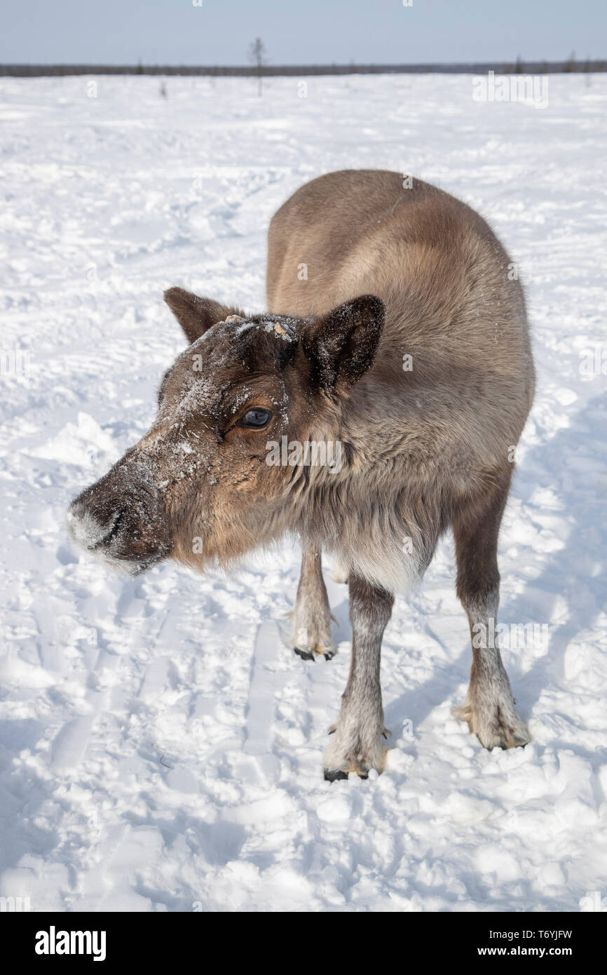 Russia, Yamal-Nenets Regione autonoma, penisola di Yamal, Nenets reindeer herders presso il camp Foto Stock