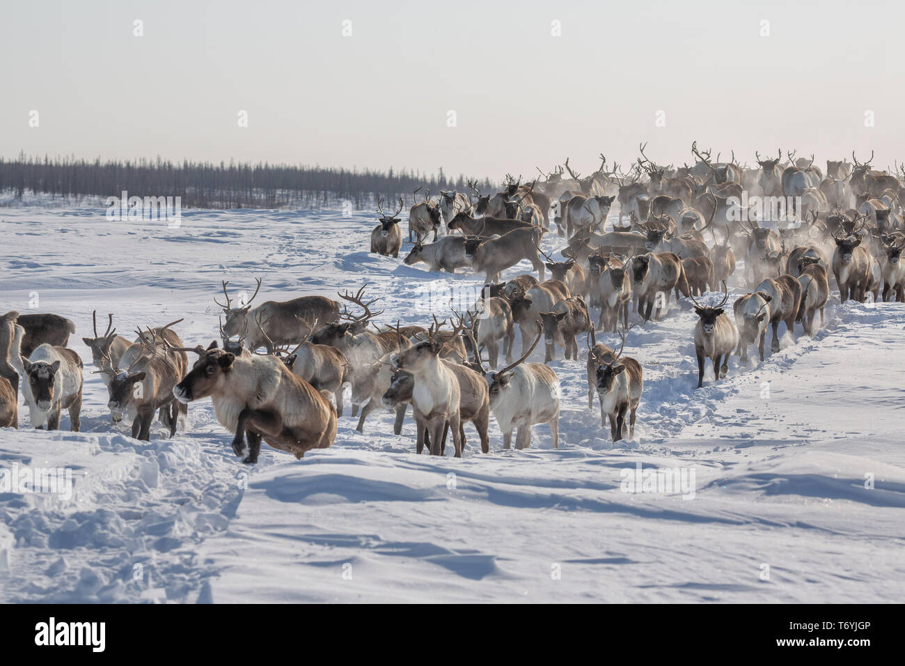 Russia, Yamal-Nenets Regione autonoma, penisola di Yamal, Nenets reindeer herders presso il camp Foto Stock