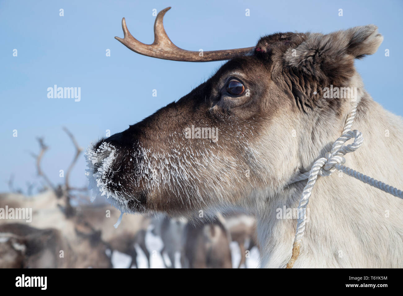 Russia, Yamal-Nenets Regione autonoma, penisola di Yamal, Nenets reindeer herders presso il camp Foto Stock