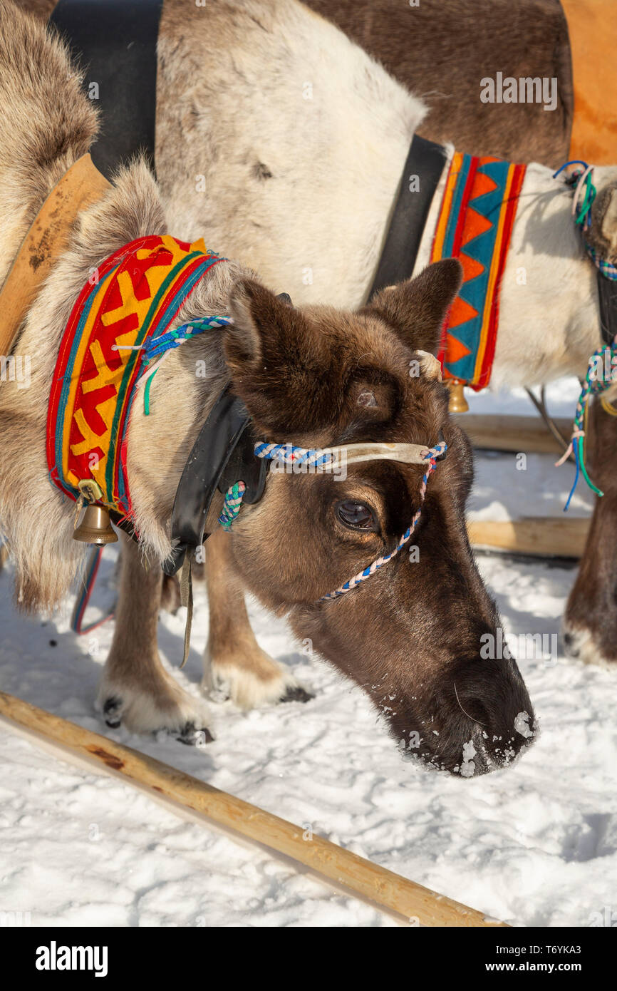 Russia, Yamal-Nenets Regione autonoma, penisola di Yamal, festival di renne. Renne tradizionale dettagli sul cablaggio. Foto Stock