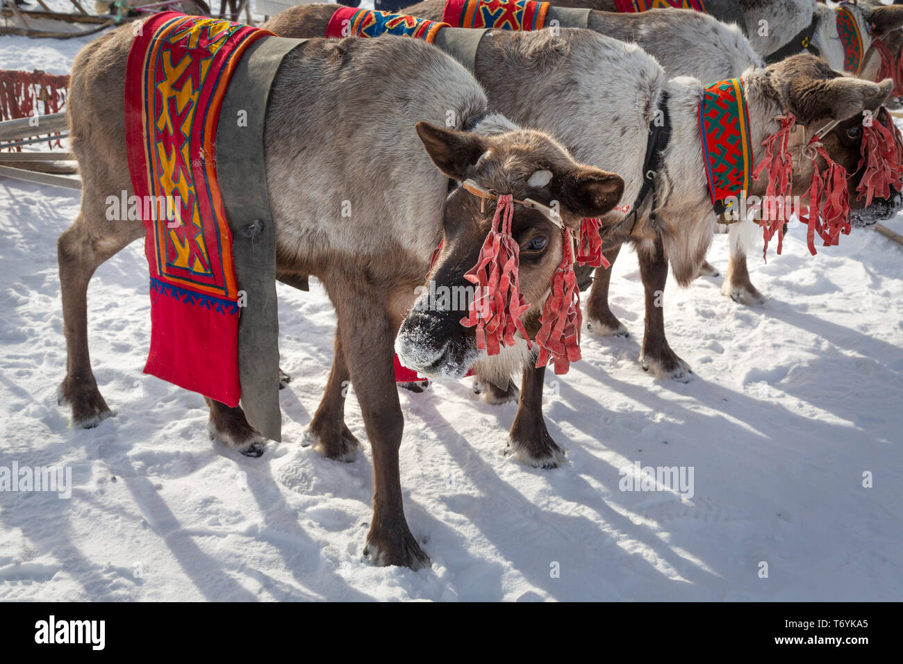 Russia, Yamal-Nenets Regione autonoma, penisola di Yamal, festival di renne. Renne tradizionale dettagli sul cablaggio. Foto Stock
