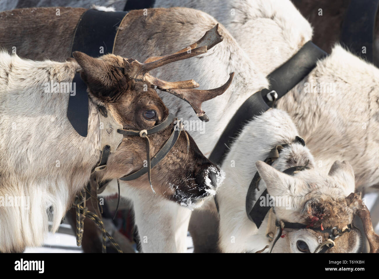 Russia, Yamal-Nenets Regione autonoma, penisola di Yamal. La renna racing festival. La renna dettagli sul cablaggio. Foto Stock