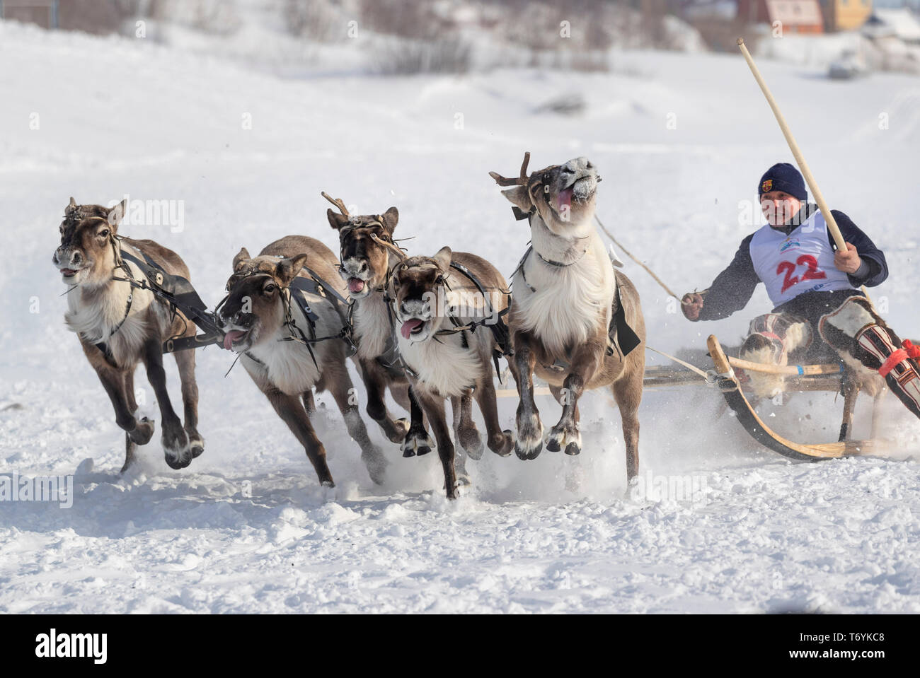 Russia, Yamal-Nenets Regione autonoma, penisola di Yamal. La renna racing. Foto Stock