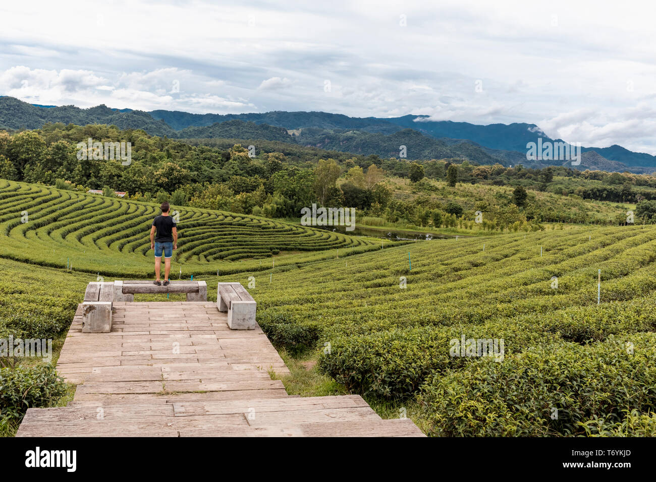 Uomo che guarda il panorama di una delle colture di tè in una fattoria in Chiang Rai, Thailandia. Foto Stock