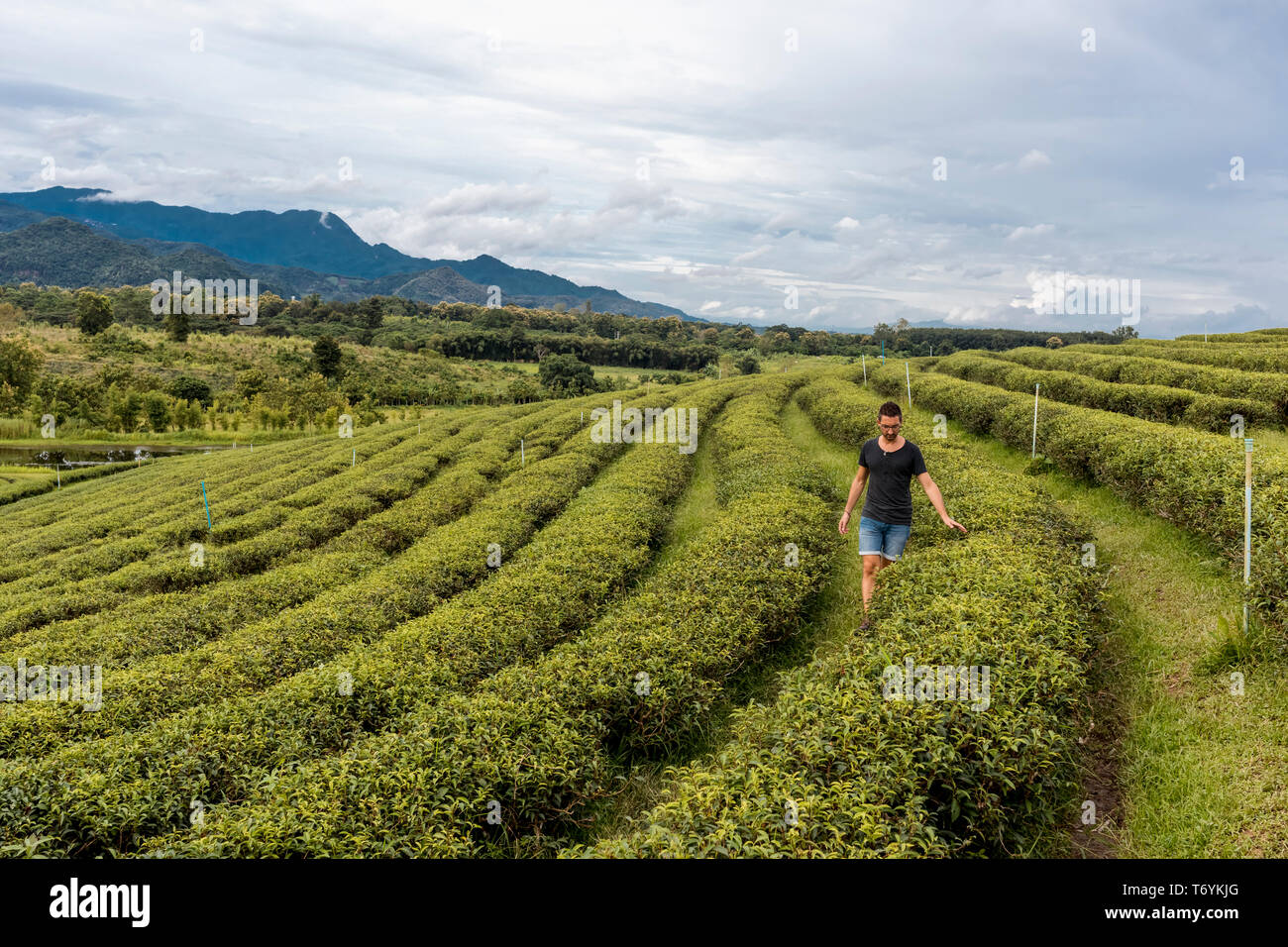 Uomo che guarda il panorama di una delle colture di tè in una fattoria in Chiang Rai, Thailandia. Foto Stock