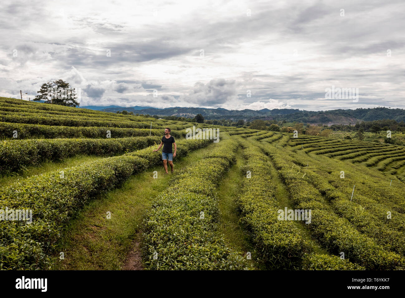Uomo che cammina dentro un tè raccolti in una fattoria in Chiang Rai, Thailandia. Foto Stock