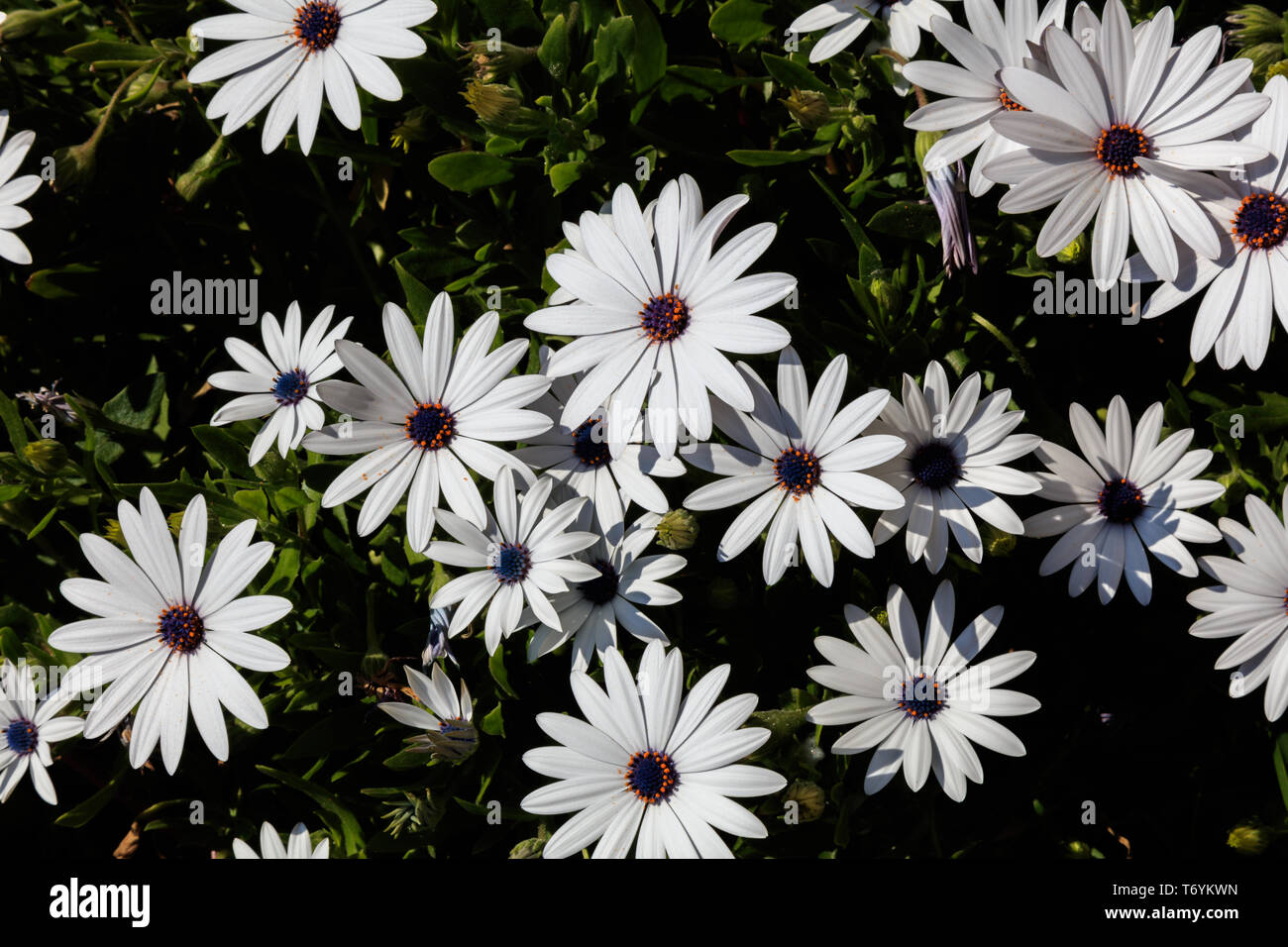 uña de gato planta en flor Foto Stock