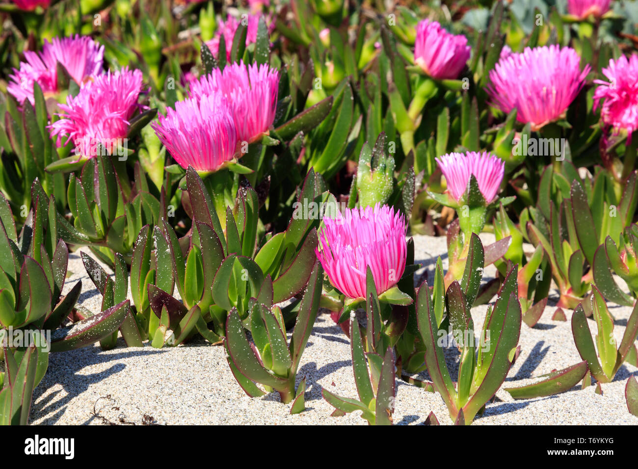 uña de gato planta en flor Foto Stock