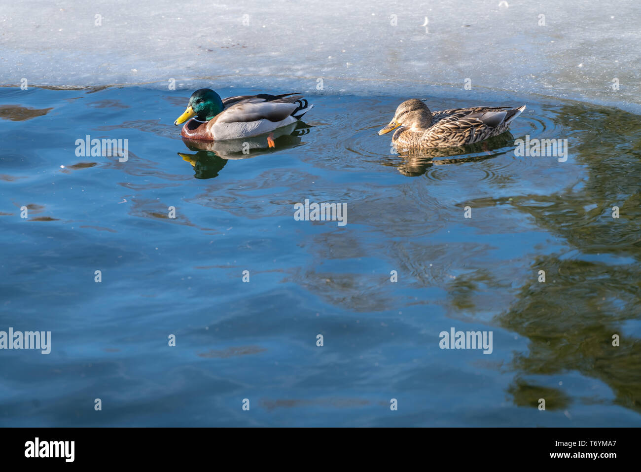 Maschio e femmina di anatre nuotare in acque fredde di un laghetto in inverno Foto Stock