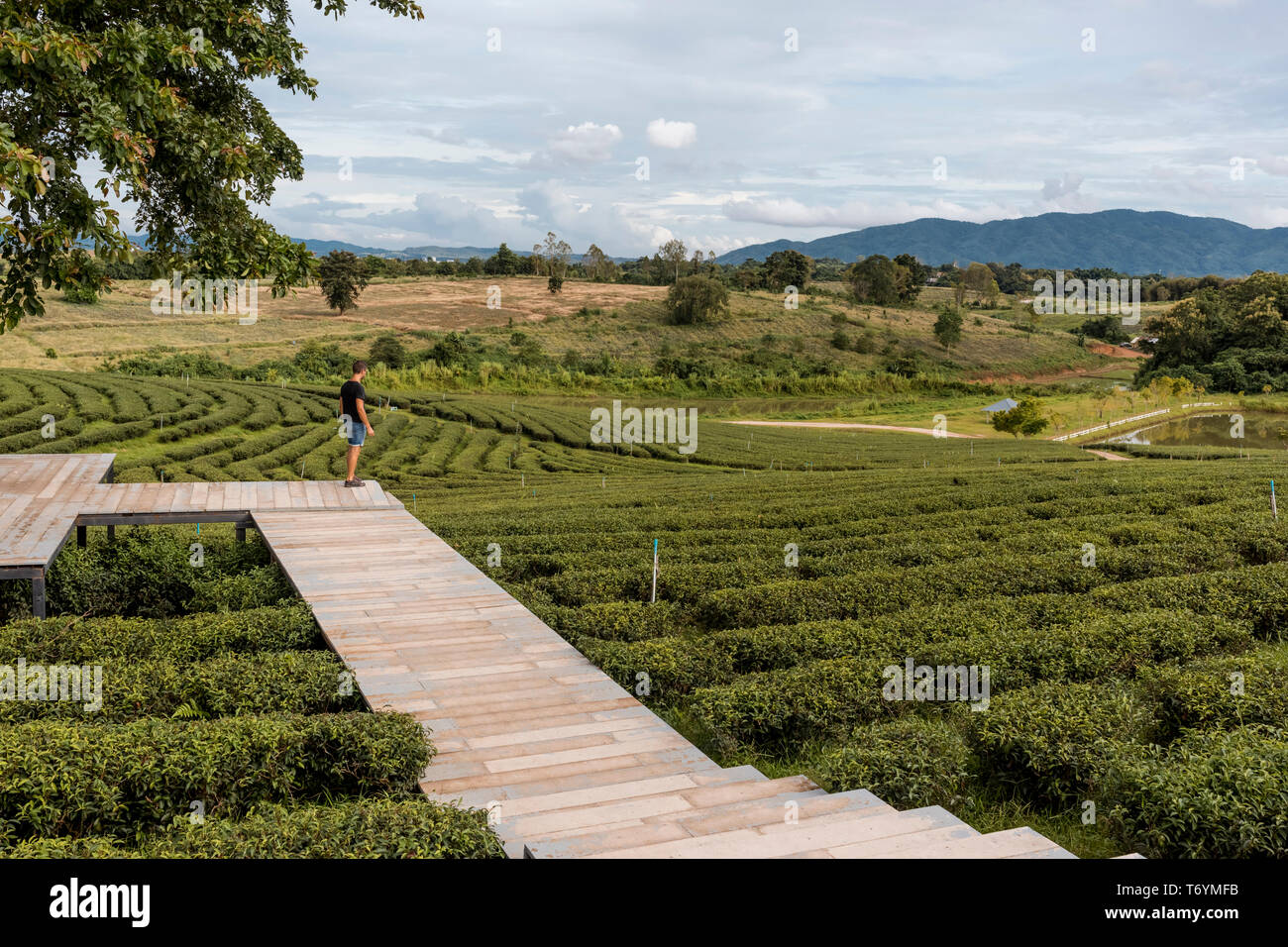 Uomo che guarda una vista panoramica di coltivazioni di tè in una fattoria in Chiang Rai, tailandese Foto Stock