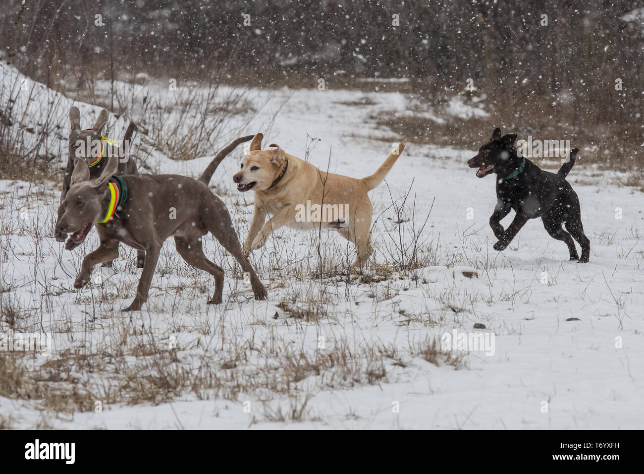 I cani in esecuzione nella neve Foto Stock