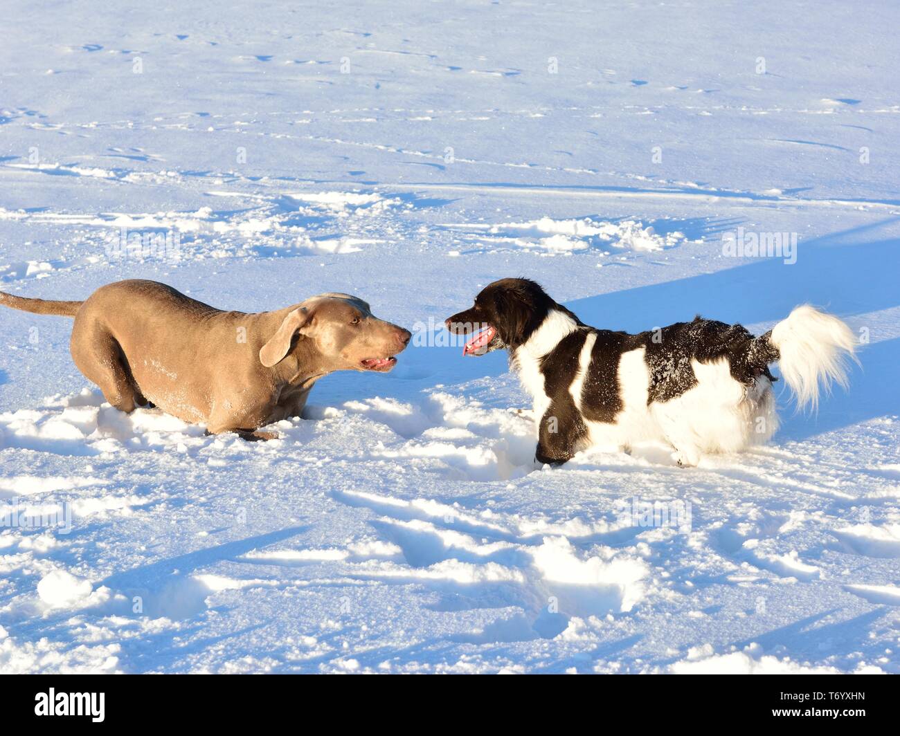 cani in neve Foto Stock