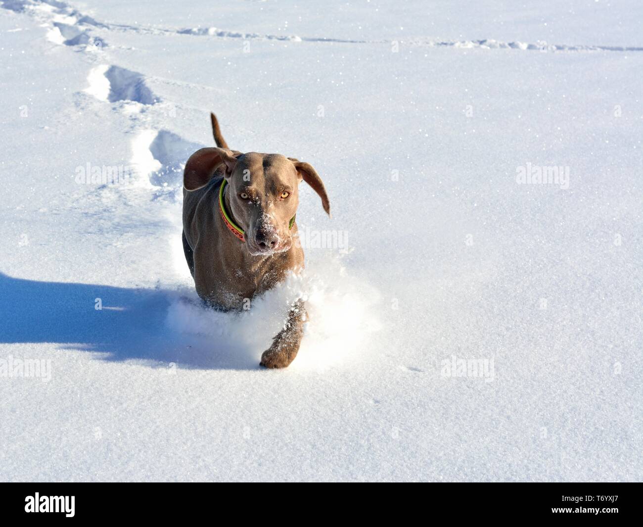 La caccia-cane a piedi nella neve profonda Foto Stock